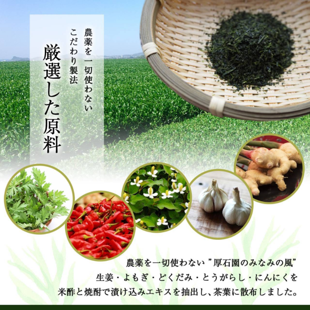 【鹿児島】厚生園 南之風（高級煎茶/特上煎茶/極上煎茶）100g