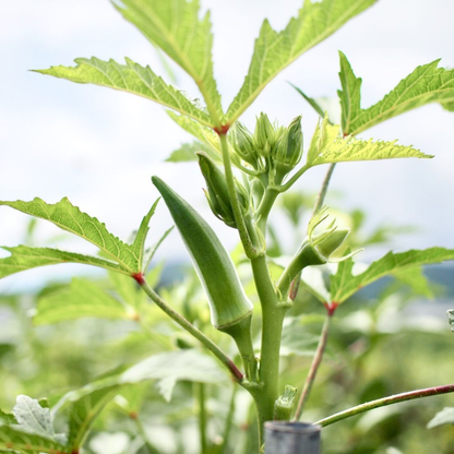 【鹿兒島】Yell 濃秋葵茶 1包（3克 x 5包入）